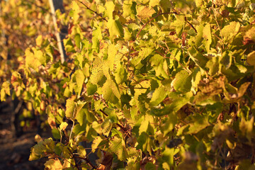 Old grape leaves. Winery at the sunset.