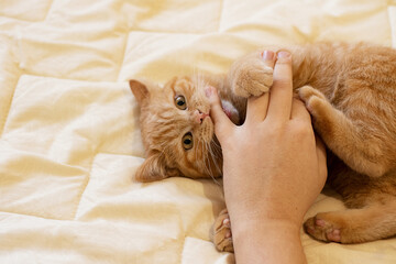 Top view of male hand and playful kitten,biting him.