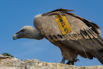 Buitre leonado caminando sobre la roca