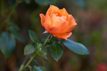 Last roses in October.The last autumn roses in the garden,selective focus, boke.