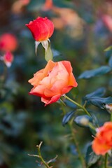 Last roses in October.The last autumn roses in the garden,selective focus, boke.