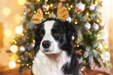 Funny cute puppy dog border collie wearing Christmas costume deer horns hat near christmas tree at...