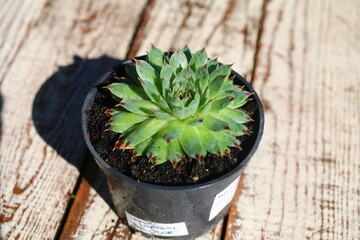 Rojnik wapienny Bicolor Sempervivum calcareum