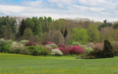spring in the park, Wooster Ohio