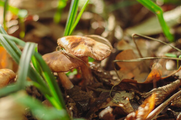 Mushroom between fallen leaves and grass in autumn