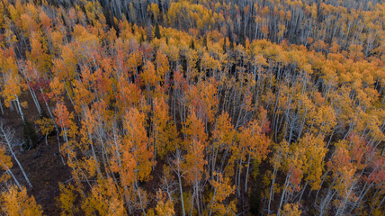 Yellow and orange aspens near Guardsman Pass Utah, aerial drone shot. 