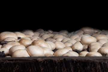 Looking across a bed of crimini mushrooms ready for harvest