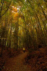 Eine Person mit knalliger Jacke läuft auf einem laubbedeckten Wanderweg durch eine herbstlichen Wald.