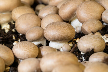 Brown crimini mushrooms growing in bed