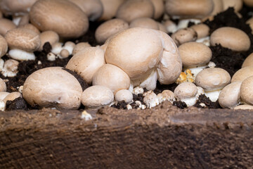 Crimini mushrooms in a growing bed
