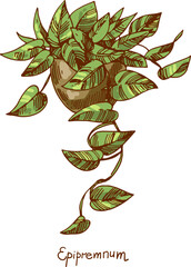 Epipremnum. Houseplants vector illustrations. Urban jungles. Plants are friends. - 539776464