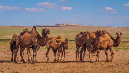 Camels in Mongolia meadow in Tsagaan Survaga national park also called White stupa 
