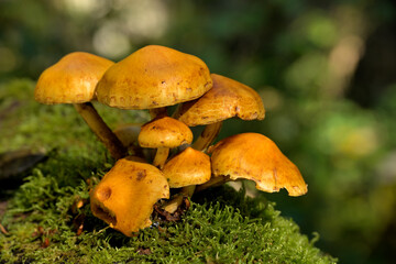 Ein gruppe von Orangen Pilzen wachsen auf einem von dichten grünen Moos bewachsene Baum.