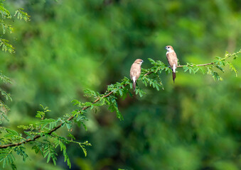 Indian Silver bill birds on Branch