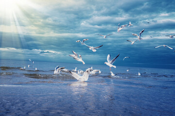 Flock of wild seagulls flights and sits on sea water surface against cloudy blue sky and sunlight