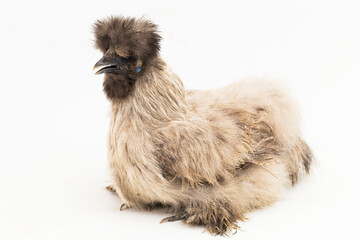 Grey Polish Poland Chicken isolated on white background