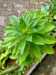 Green plant in a pot take from top view 