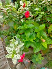 red rose bush and green leaves on the garden 