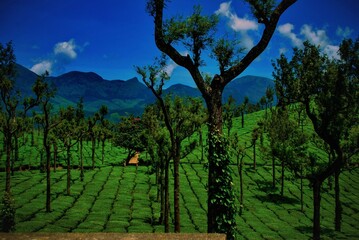 Beautiful tea plantation