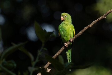 A Plain Parakeet perched on branch. Species Brotogeris chiriri. It is a typical parakeet of the Brazilian forest. Birdwatching. Birding. Parrot.