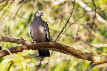 The Picazuro Pigeon also know as Asa Branca perched on branch. Big dove native to Brazil. Species Patagioenas Picazuro. Animal world. Birdwatching.