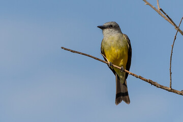 The Tropical Kingbird also known as Suiriri perched on the branches of a tree. Species Tyrannus melancholicus. Animal world. Birdwatching. Yellow bird. Flycatcher