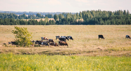 Fototapeta na wymiar a herd of livestock ,cows and sheep graze in a meadow