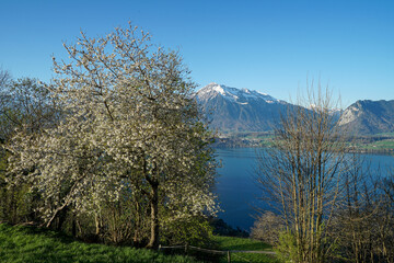 Frühling am Thunersee