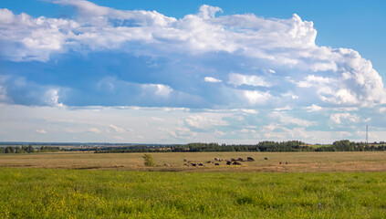 landscape with a herd of livestock, cows and sheep grazing in a meadow