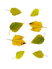 Isolated leaves. Collection of isolated autumn leaves on a white background