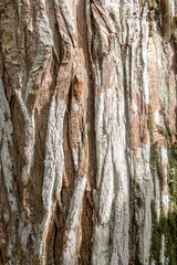 Textured bark of large rainforest tree with some mosses