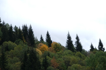 Colorful Trees in Autumn Season.artvin
