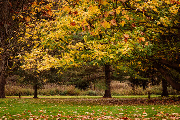 Paysage d'automne dans un parc