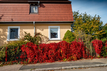Rot gefärbtes Laub am Zaun