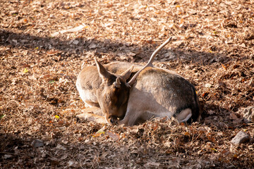 A beautiful sika deer is resting in the forest in autumn.
