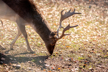 A beautiful sika deer is resting in the forest in autumn.