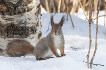 Naklejka na ściany i meble Red squirrel in its winter fur in the middle of snow