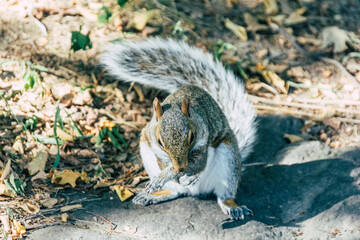 Fotos de una ardilla de Central Park.
