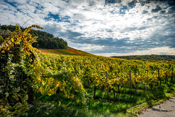 Naklejka premium Weinberg mit Südhang im Herbst