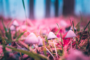 Mushrooms close up. Fairy Mysterious Forest. Mystical atmosphere. Paranormal another world. Stranger forest in a fog. Background wallpaper. Fairytale