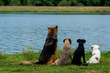 Dog friends sit in a row with their backs on the shore and watch the water