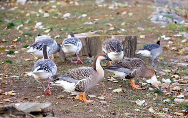 Geese and ducks walk on the grass in a green meadow in the pasture. Livestock raising and farming in the village.