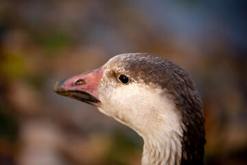 Geese and ducks walk on the grass in a green meadow in the pasture. Livestock raising and farming in the village.