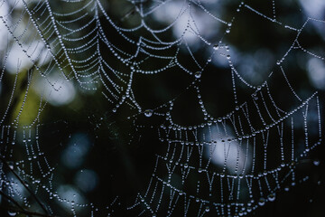 spider web with dew drops
