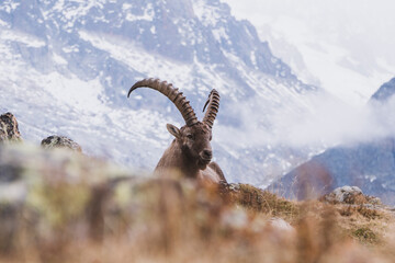ibex in the mountains with alpine landscape in background