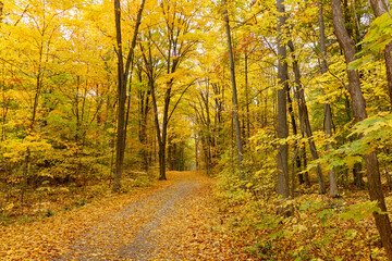 Fall Leaves Foliage 