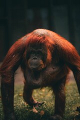 Vertical shot of an orangutan in captivity