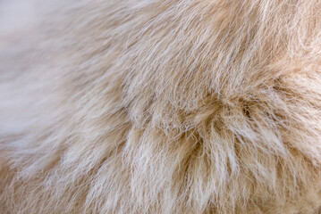 Beautiful spotted fur close-up. Texture of brown animal wool. Dog fur.
