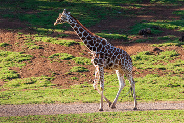 giraffe eating grass