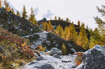 yellow larches next to a autumn mountain trail